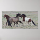 Recherche de poulain posters Ouest
