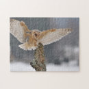Recherche de hibou de grange Plume