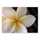 Suche nach frangipani Fotografie