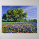 Suche nach malerpinsel poster Wildblume