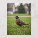 Recherche de merle cartes postales Oiseaux