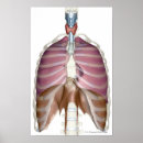 Suche nach internal organs poster Human