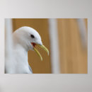Suche nach seegras poster Vögel