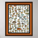 Suche nach vintager pilz poster Toadstool