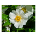 Recherche de rose macro posters Fleur