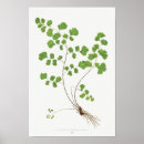 Suche nach vintage wissenschaftliche illustration poster Botanischer druck