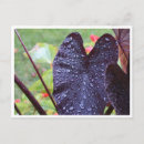 Recherche de gouttelette cartes postales Pluie