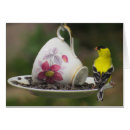 Recherche de chardonnerets cartes postales Animal