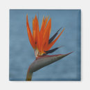 Suche nach paradiesvogel magnete Natur