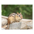 Suche nach chipmunk foto poster Natur