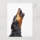 Recherche de hurlement cartes postales Animal