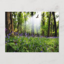 Recherche de mail cartes postales Bois