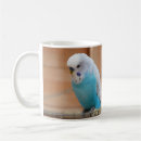 Recherche de perruches tasses Oiseaux