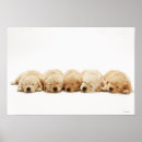 Recherche de chiot golden retriever posters Animal