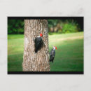 Recherche de paire cartes postales Oiseaux