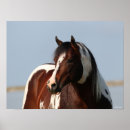 Suche nach paint horse poster Tier