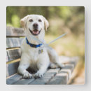Recherche de labradors horloges Dog