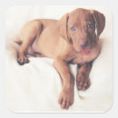 Suche nach vizsla aufkleber Niedlich