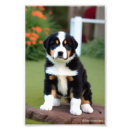 Recherche de bernice Animal