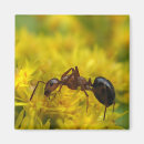 Suche nach ameise magnete Insekt