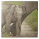 Suche nach asiatischer elefant fliesen Fauna