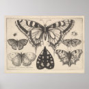 Suche nach lepidoptera poster Moth