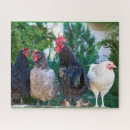 Recherche de rooster puzzles Poule