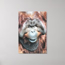Suche nach orang utan leinwandbilder Tier