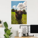 Suche nach highland cattle poster Hochlandrinder