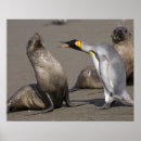 Recherche de otarie art Faune