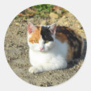 Recherche de felix autocollants Chat