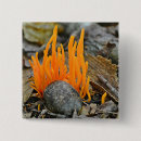 Suche nach pilz buttons Orange