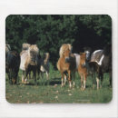 Recherche de cheval miniature tapis souris Poulains