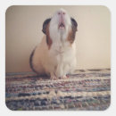 Recherche de cobaye autocollants Caillou