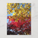 Suche nach herbstbäume postkarten Foto