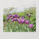 Suche nach lila tulpen postkarten Flora