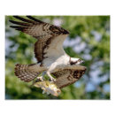Recherche de grossesse posters Oiseau