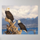 Recherche de steve posters Prédateur