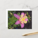 Recherche de fleur violette cartes postales Extérieur