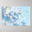 Suche nach jacaranda poster Blume