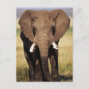 Recherche de savane cartes postales Animal