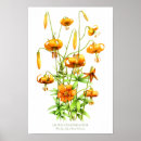 Suche nach orange lilien poster Orangefarbene blume