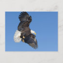 Recherche de aigle chauve cartes postales Vol
