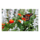 Suche nach schmetterlingsbilder poster Monarchschmetterling