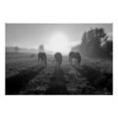 Recherche de herde posters Ranch
