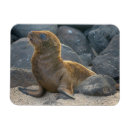 Suche nach galapagos magnete Grenze danita