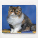 Suche nach katzen und kätzchen mousepads Tiere