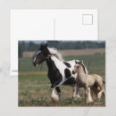 Recherche de gypsy cartes postales Animal