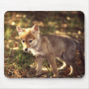Suche nach werden sie kojote mousepads Wild lebende tiere