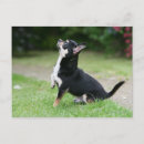 Suche nach schwarze chihuahua poster Schwarz und creme